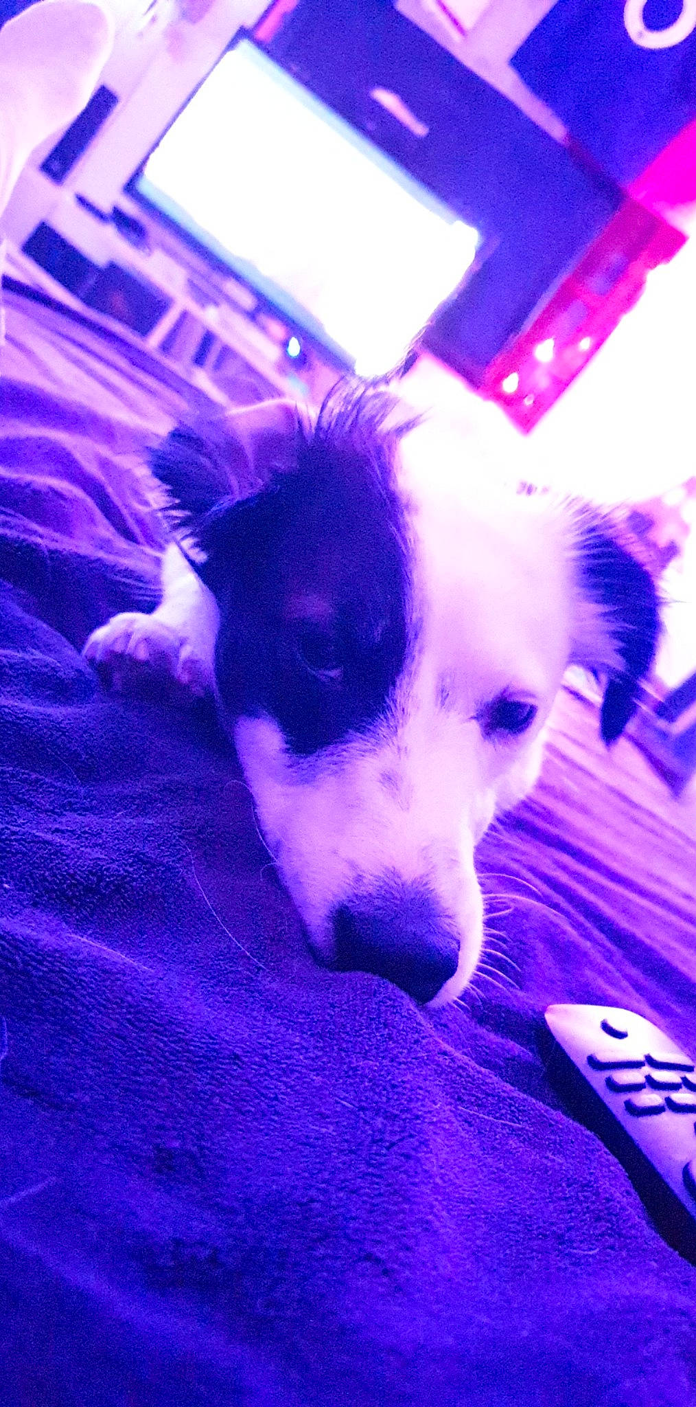 Oslo a rejoint le concours — aidez-le/la à gagner de superbes lots ! canidae, carnivore, dog, dog_breed, purple, snout