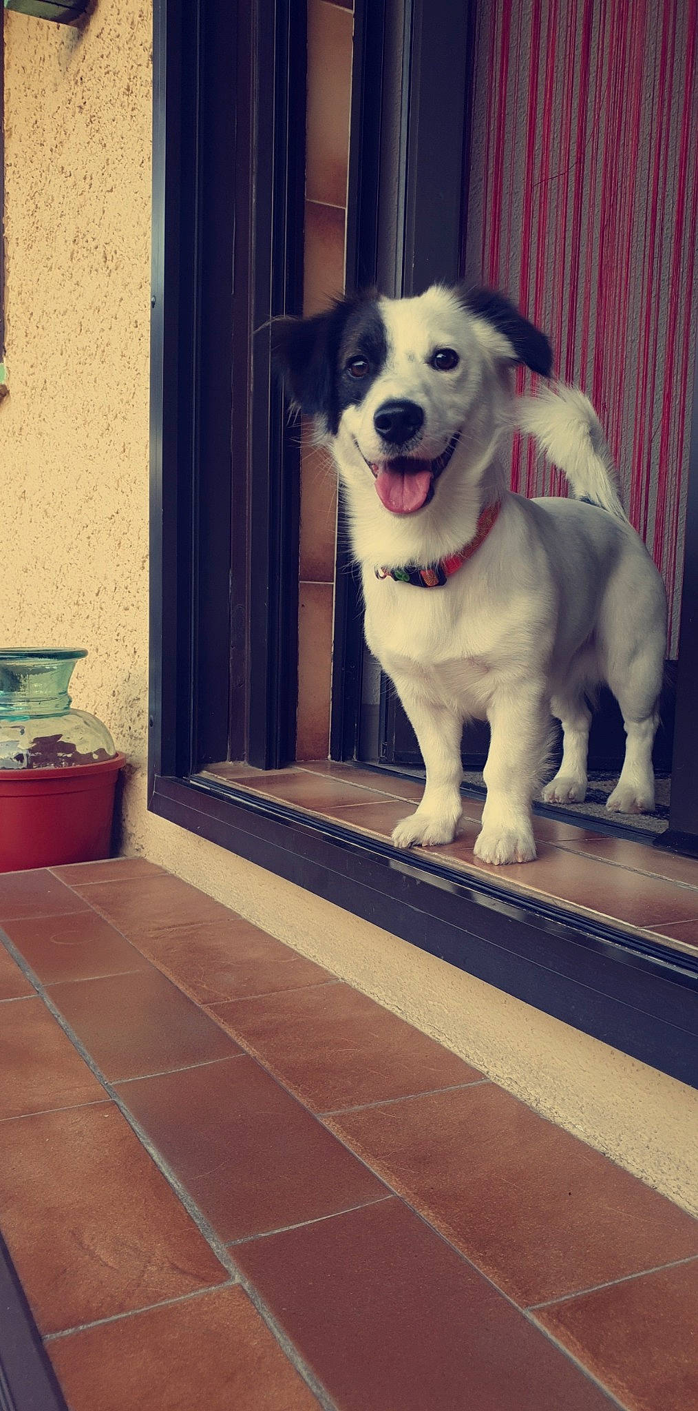 Oslo a rejoint le concours — aidez-le/la à gagner de superbes lots ! canidae, carnivore, companion_dog, dog, dog_breed, door, floor, mammal, snout, sporting_group