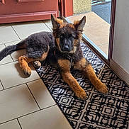 Anouka participe au concours pour gagner de l'argent avec cette photo : dog, puppy, german_shepherd, indoor, rug, door, tile_floor, pet, animal, laying_down, curious, fur, ears, black_and_tan, home, entrance, floor, looking, domestic, young