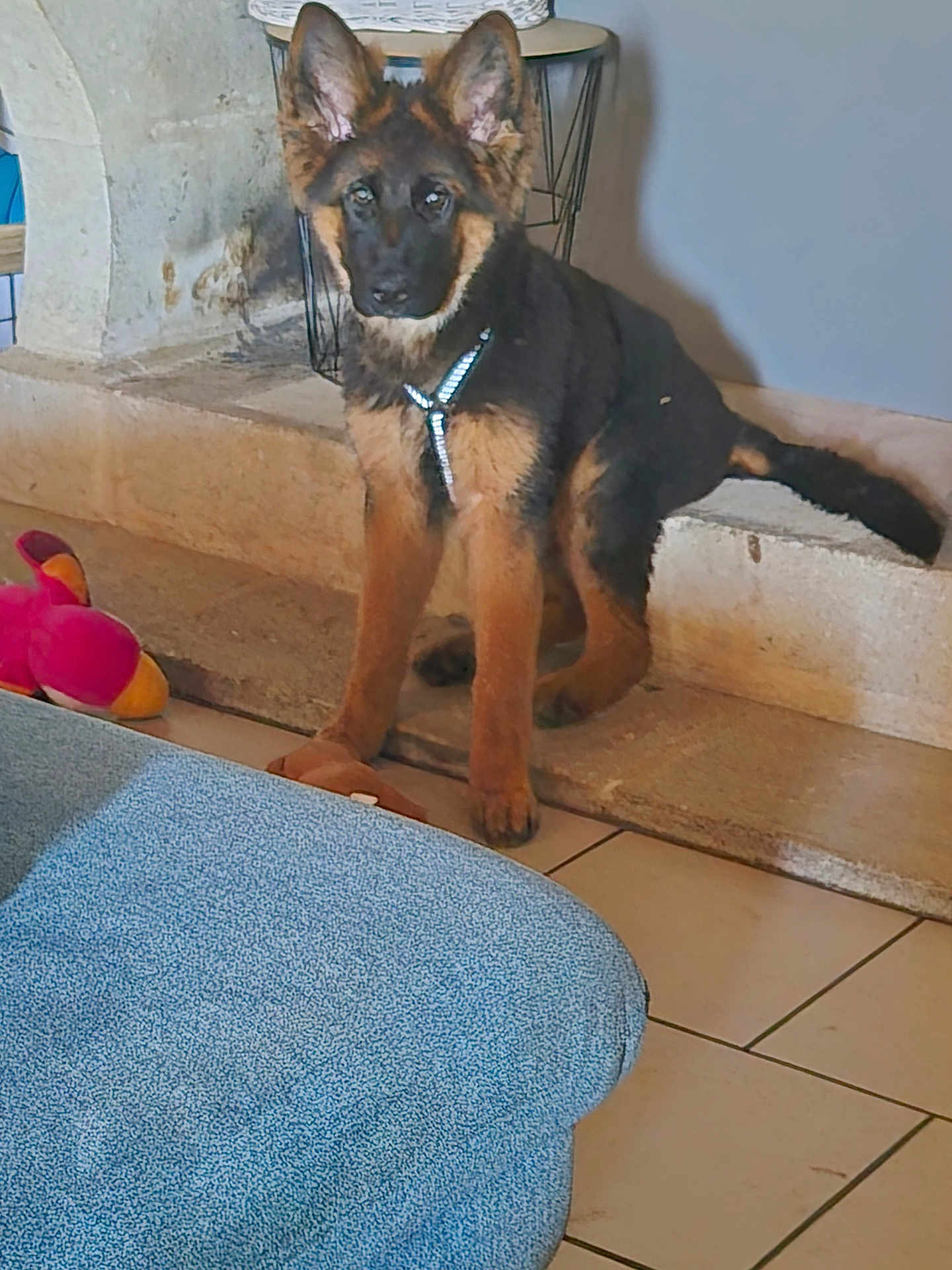 Anouka participe au concours pour gagner de l'argent avec cette photo : puppy, german_shepherd, dog, indoor, pet, harness, floor, toy, plush_toy, stone_step, cushion, blue_wall, tile_floor, animal, young_dog, reflective_harness, sitting, looking_at_camera, furniture, home