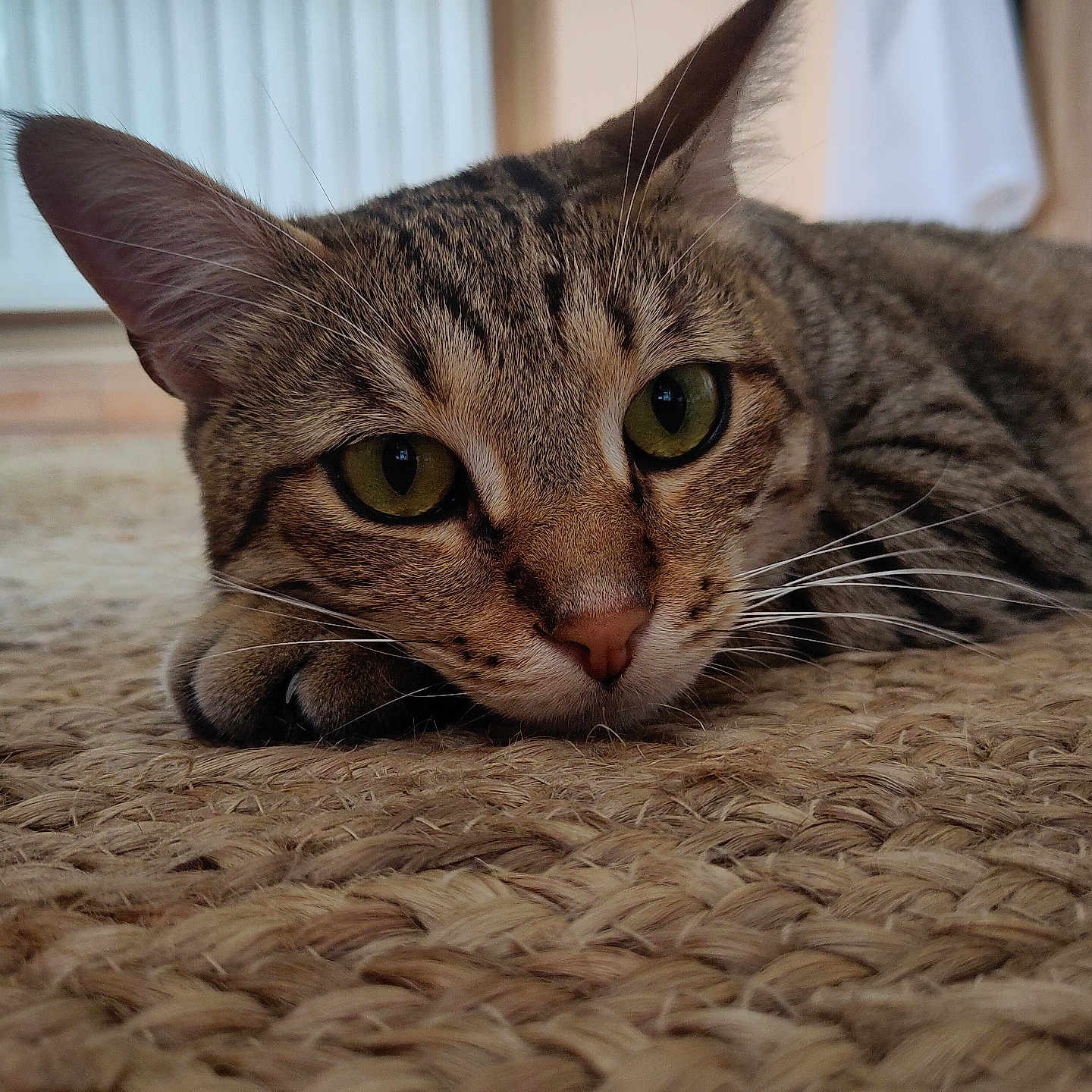 Merlin participe au concours pour gagner de l'argent avec cette photo : abyssinian, animal, cat, couch, egyptiancat, furniture, hardwood, homedecor, kitten, manx, pet, wood