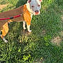 dog, leash, grass, outdoor, pet, animal, brown, white, canine, nature, sunlight, shadow, collar, field, walking, cute, friendly, ground, summer, daylight