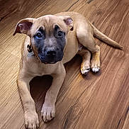 Buddy joined the competition — help win amazing prizes! puppy, dog, pet, animal, floor, wooden_floor, brown, black_mask, cute, young_dog, lying_down, ears, collar, indoor, looking_up, adorable, canine, fur, paws, domestic_animal