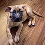 puppy, dog, pet, animal, floor, wooden_floor, brown, black_mask, cute, young_dog, lying_down, ears, collar, indoor, looking_up, adorable, canine, fur, paws, domestic_animal