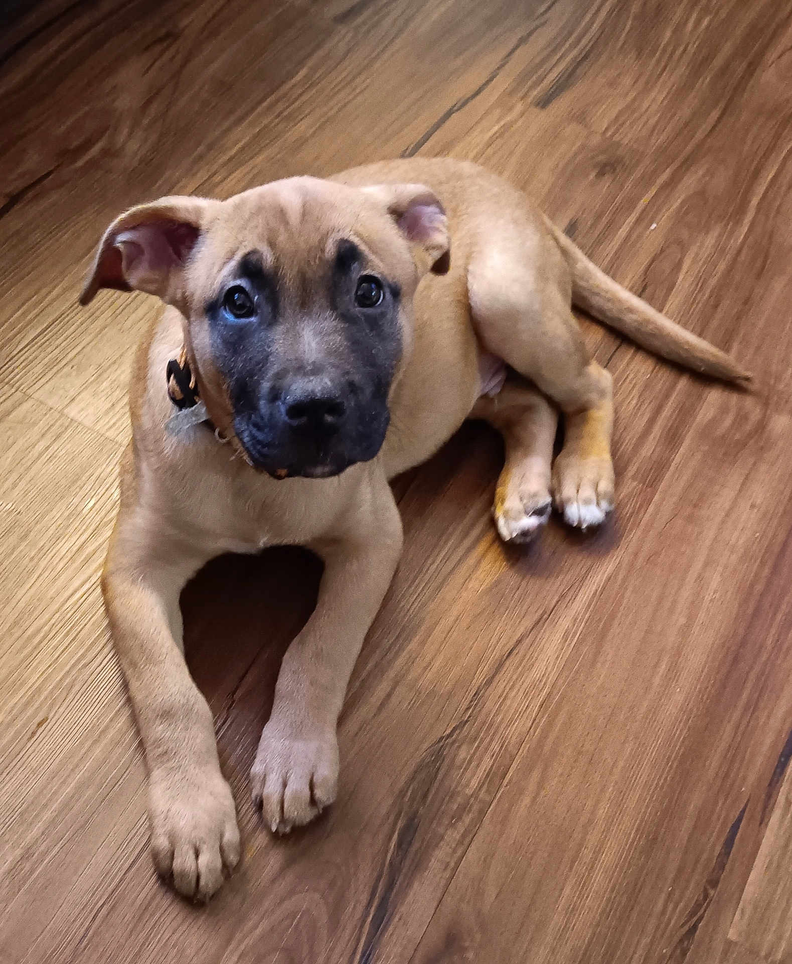 Buddy joined the competition — help win amazing prizes! puppy, dog, pet, animal, floor, wooden_floor, brown, black_mask, cute, young_dog, lying_down, ears, collar, indoor, looking_up, adorable, canine, fur, paws, domestic_animal