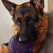 Venus participe au concours pour gagner de l'argent avec cette photo : german_shepherd, dog, pet, indoor, couch, purple_ball, chewed_toy, close_up, ears, fur, brown, black, animal, muzzle, snout, resting, looking, playful, domestic, companion