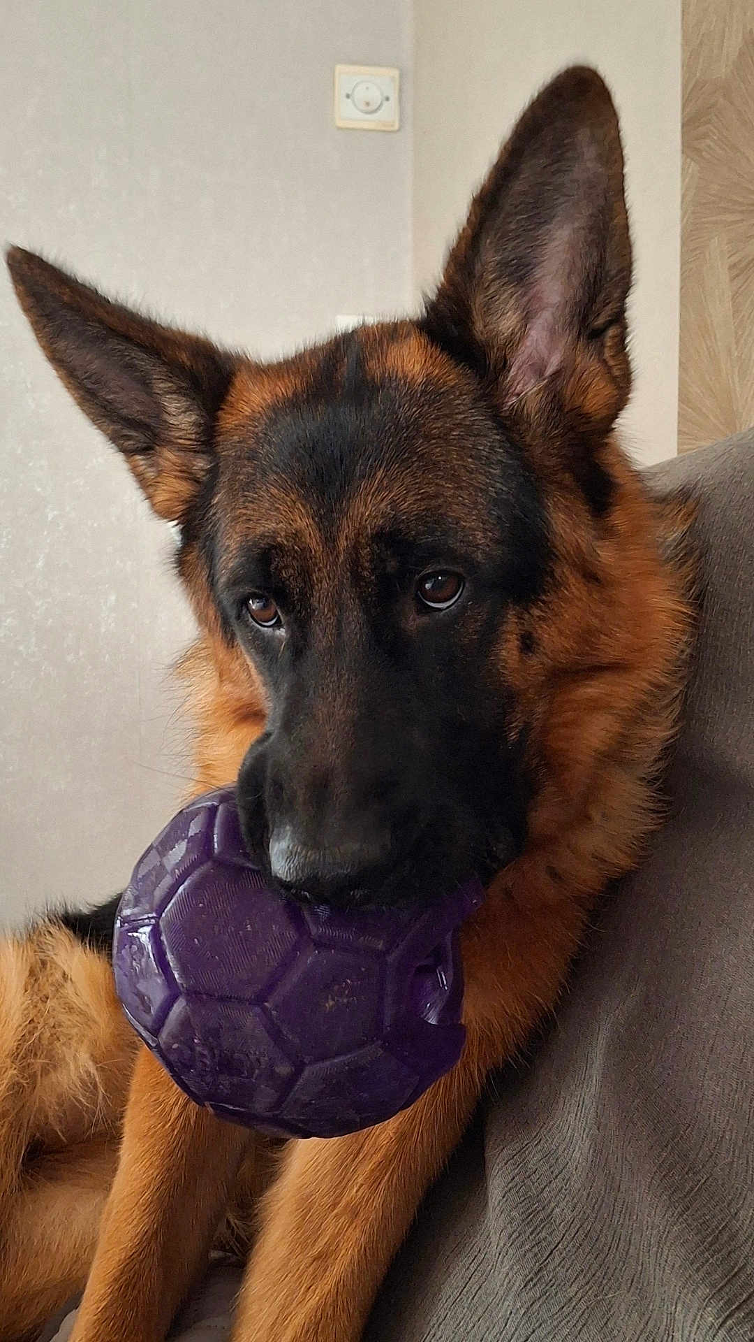 Venus participe au concours pour gagner de l'argent avec cette photo : german_shepherd, dog, pet, indoor, couch, purple_ball, chewed_toy, close_up, ears, fur, brown, black, animal, muzzle, snout, resting, looking, playful, domestic, companion