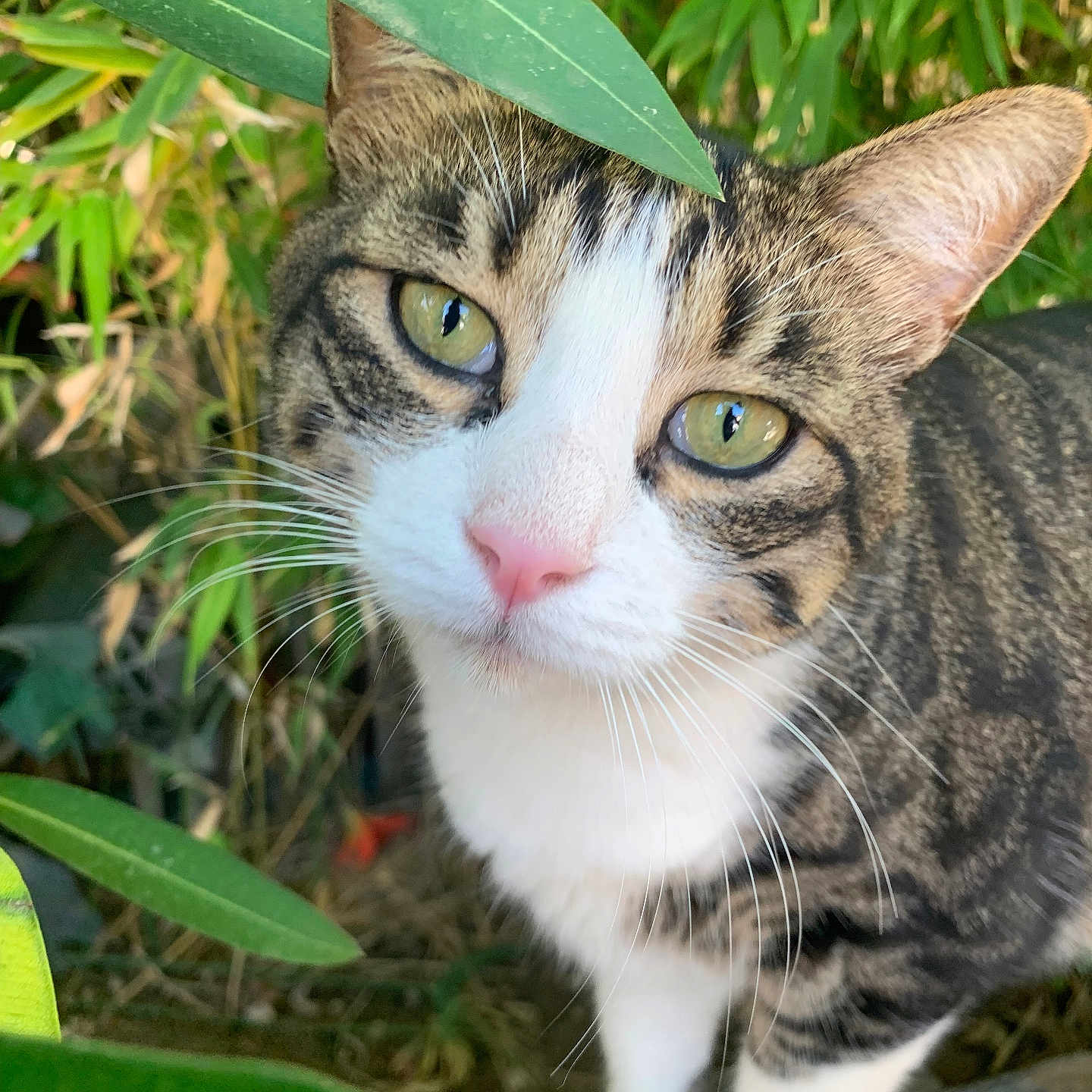 Yuki a rejoint le concours — aidez-le/la à gagner de superbes lots ! animal, cat, close_up, curious, feline, fur, garden, green_eyes, leaves, nature, outdoor, pet, pink_nose, plants, portrait, soft_light, tabby, tree_bark, whiskers, white_paws