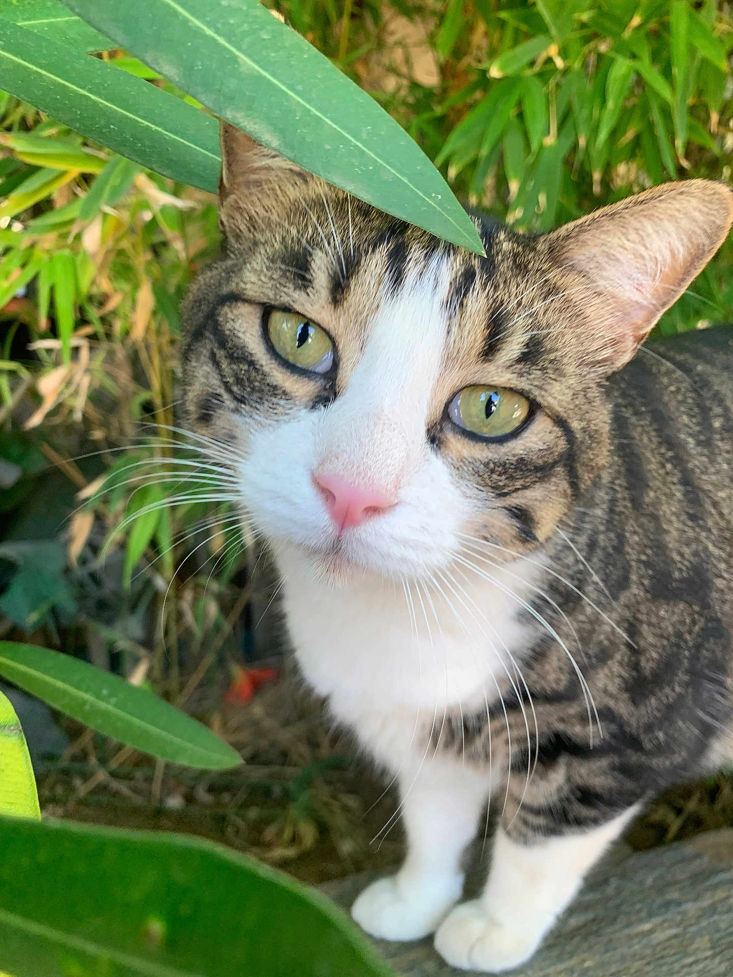 Yuki a rejoint le concours — aidez-le/la à gagner de superbes lots ! cat, tabby, green_eyes, whiskers, pink_nose, close_up, outdoor, nature, plants, leaves, curious, pet, animal, feline, portrait, garden, soft_light, fur, white_paws, tree_bark