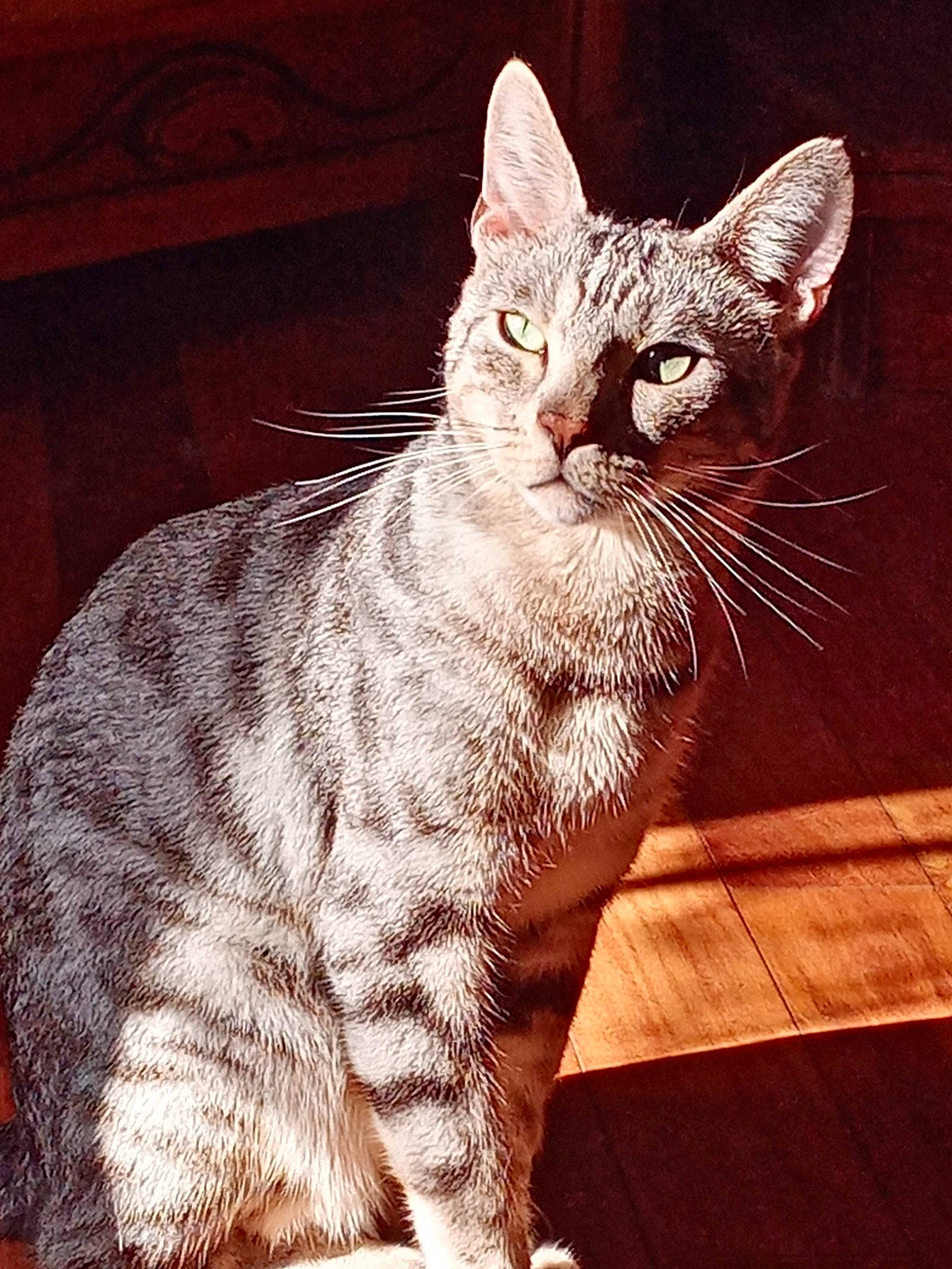 Sherkan a rejoint le concours — aidez-le/la à gagner de superbes lots ! art, carnivore, cat, claw, domestic_short_haired_cat, felidae, fur, hardwood, paw, rectangle, sitting, small_to_medium_sized_cats, snout, tail, terrestrial_animal, whiskers, wildlife, window, wood