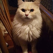 Pompon participe au concours pour gagner de l'argent avec cette photo : cat, white_cat, fluffy, indoor, pet, animal, feline, fur, eyes, sitting, chair, wood, floor, closeup, domestic, cute, portrait, whiskers, curious, household