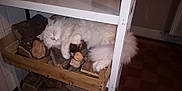 Pompon participe au concours pour gagner de l'argent avec cette photo : cat, sleeping, white_cat, fluffy, firewood, wood_crate, indoor, shelf, cozy, relaxed, pet, animal, fur, tail, resting, quiet, home, floor, wood, crate