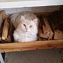 cat, firewood, wooden_crate, indoor, furniture, tiled_wall, curious, fluffy, cream_colored, pet, animal, resting, wood, stacked_wood, cozy, domestic, crate, looking_up, feline, quiet