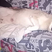 Nook participe au concours pour gagner de l'argent avec cette photo : animal, black_fur, blanket, comfort, couch, dog, ears, face, flash_reflection, fur, human_hand, husky, indoor, lying_down, patterned_fabric, pet, relaxed, tail, tongue_out, white_fur