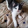Aïko a rejoint le concours — aidez-le/la à gagner de superbes lots ! kitten, cat, pet, animal, gray, white, blanket, stars, bed, cute, fur, whiskers, paw, indoor, young, small, feline, curious, resting, soft