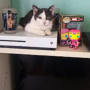 Aïko a rejoint le concours — aidez-le/la à gagner de superbes lots ! cat, xbox_console, funko_pop, marvel, glass, shelf, television, black_and_white, pet, indoor, collectible, toy, electronics, gaming, curious, animal, resting, table, decor, room