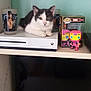 animal, black_and_white, cat, collectible, curious, decor, electronics, funko_pop, gaming, glass, indoor, marvel, pet, resting, room, shelf, table, television, toy, xbox_console