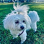 Harper is registered to the contest to win money with this photo: animal, curious, cute, daylight, dog, fluffy, fur, grass, greenery, leash, nature, outdoor, park, pet, playful, portrait, small_dog, standing, sunlight, white_dog