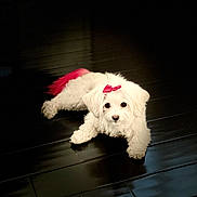 Harper joined the competition — help win amazing prizes! accessory, adorable, animal, bow, calm, companion, cute, dark_floor, dog, domestic_animal, floor, fluffy, indoor, looking_at_camera, lying_down, pet, red_bow, small_dog, white_dog, wooden_floor