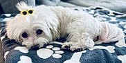 Harper joined the competition — help win amazing prizes! adorable, animal, blanket, bones_pattern, companion, cozy, cute, dog, fluffy, fur, home, indoor, paw_prints, pet, relaxed, resting, small_dog, sofa, sunglasses, white