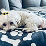 adorable, animal, blanket, bones_pattern, companion, cozy, cute, dog, fluffy, fur, home, indoor, paw_prints, pet, relaxed, resting, small_dog, sofa, sunglasses, white