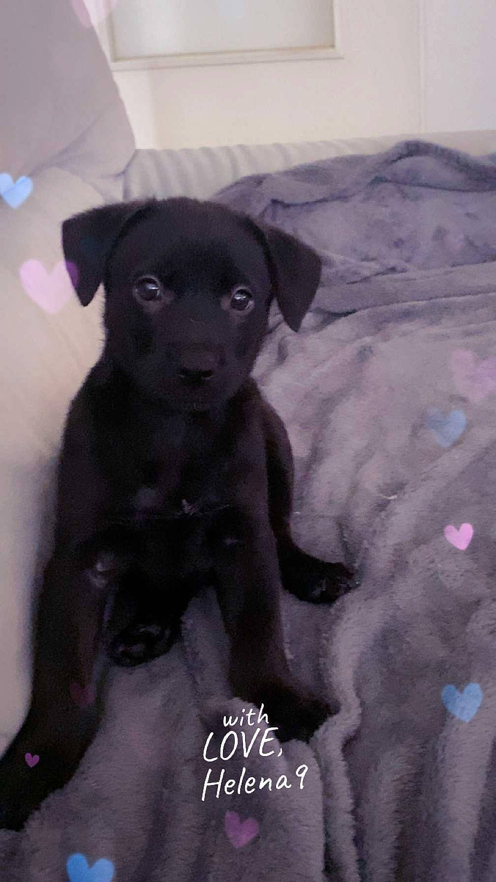 Tyson participe au concours pour gagner de l'argent avec cette photo : borador, canidae, carnivore, companion_dog, darkness, dog, dog_breed, fawn, fur, liver, non_sporting_group, puppy, snout, sporting_group, toy_dog, whiskers, working_animal