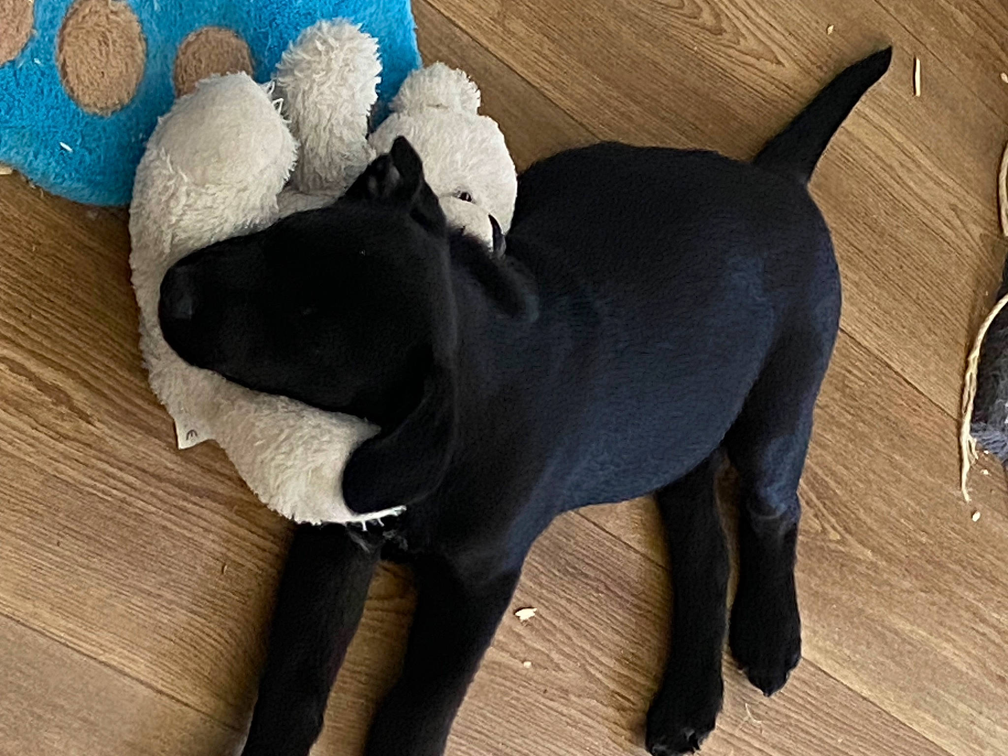 Tyson participe au concours pour gagner de l'argent avec cette photo : canidae, carnivore, collar, comfort, companion_dog, dog, dog_breed, dog_collar, dog_supply, fawn, flooring, grey, pet_supply, snout, sporting_group, stuffed_toy, tail, toy_dog, wood, working_animal