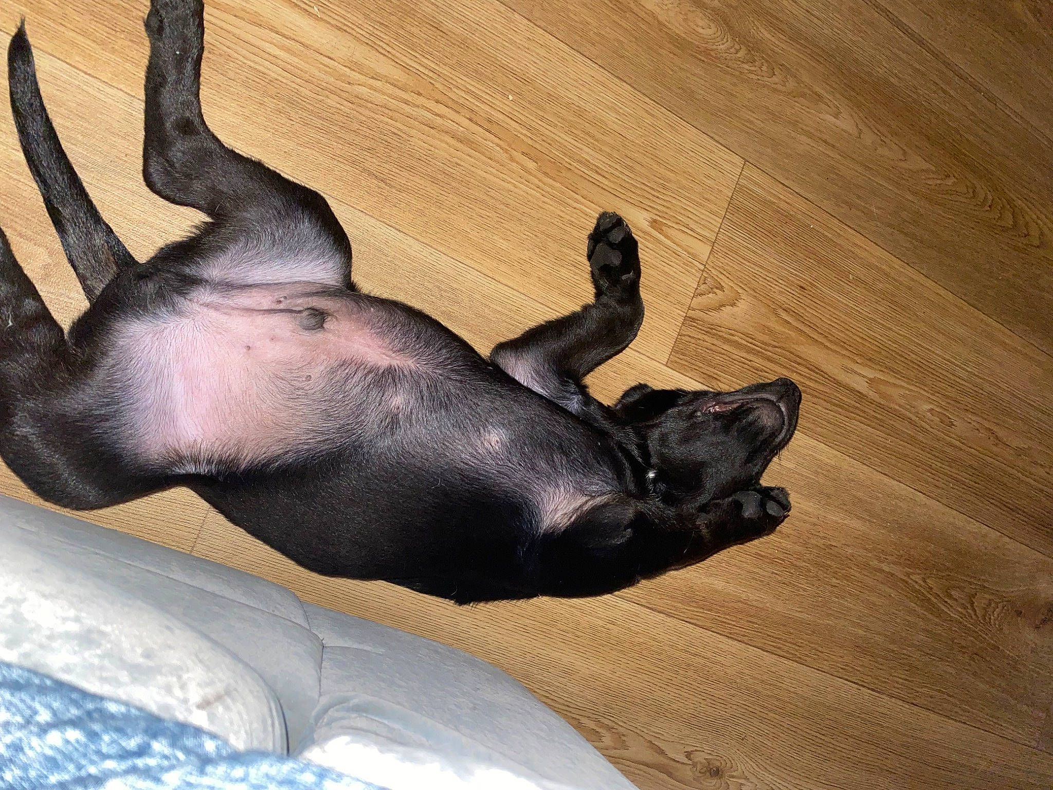 Tyson participe au concours pour gagner de l'argent avec cette photo : canidae, carnivore, comfort, companion_dog, dog, dog_breed, fawn, foot, gesture, great_dane, guard_dog, hardwood, marine_mammal, snout, tail, terrestrial_animal, varnish, whiskers, wood, working_animal