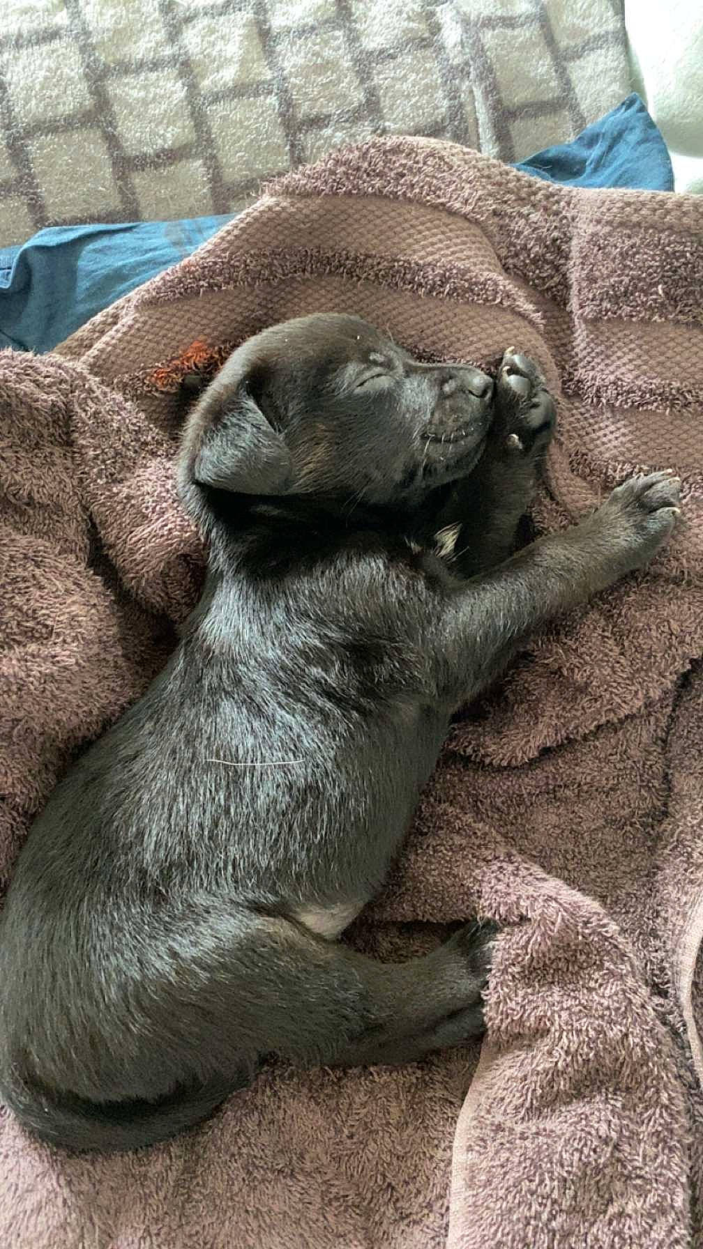 Tyson a rejoint le concours — aidez-le/la à gagner de superbes lots ! art, comfort, fawn, foot, fur, grass, grey, human_leg, natural_material, snout, terrestrial_animal, wildlife, working_animal, wrinkle, zoo