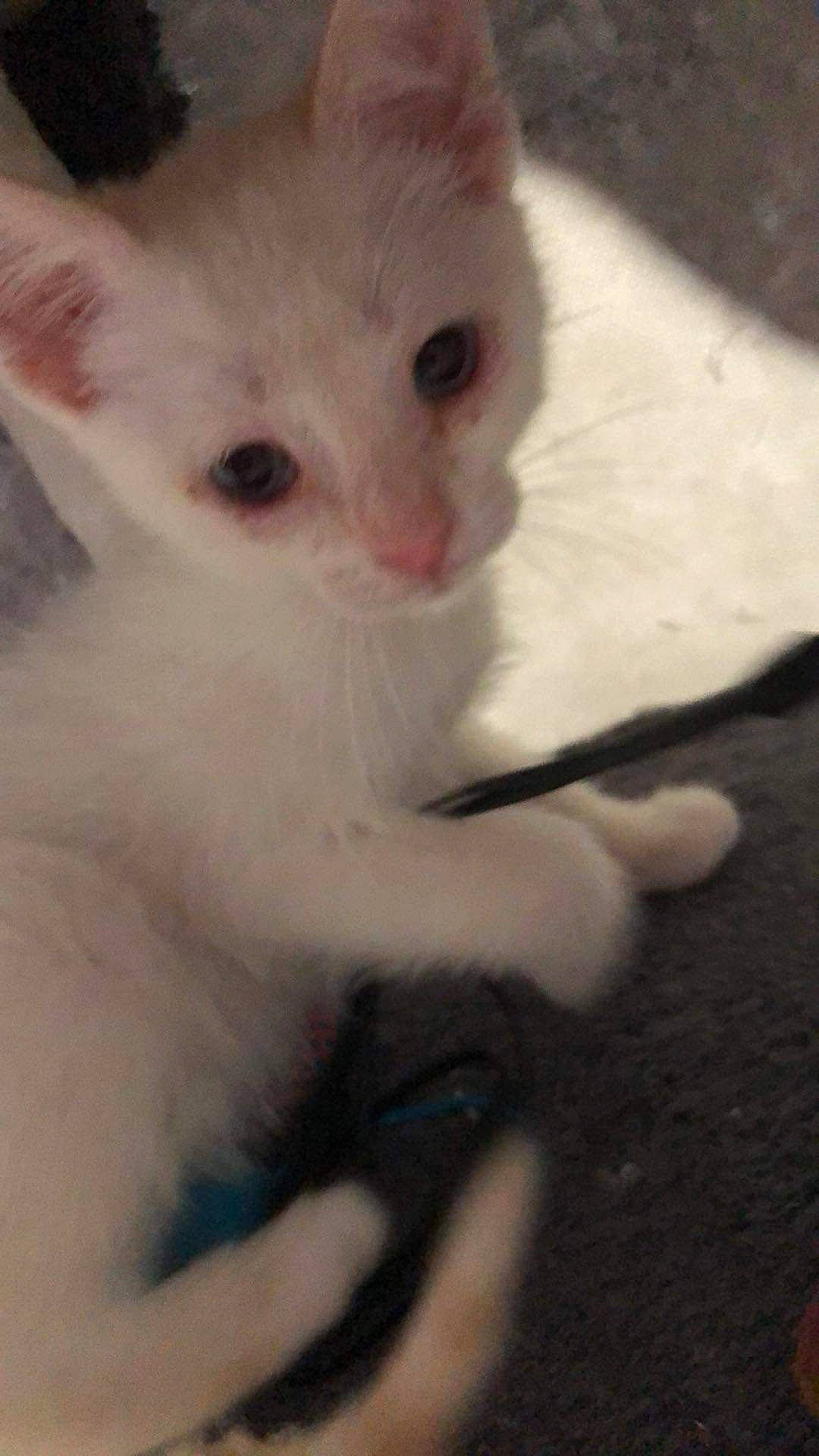 Flocon participe au concours pour gagner de l'argent avec cette photo : carnivore, cat, claw, comfort, domestic_short_haired_cat, ear, eye, eyelash, fawn, felidae, fur, paw, small_to_medium_sized_cats, snout, tail, terrestrial_animal, whiskers