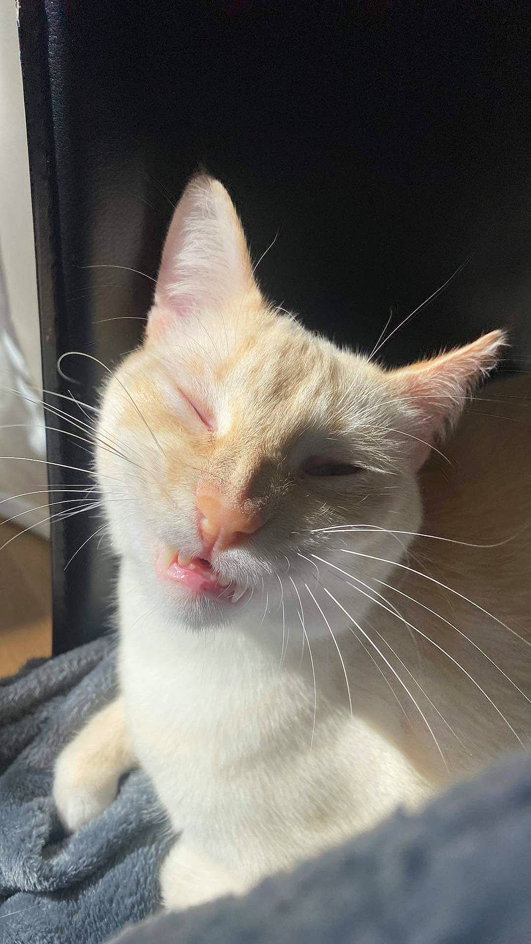 Flocon participe au concours pour gagner de l'argent avec cette photo : carnivore, cat, claw, comfort, domestic_short_haired_cat, felidae, fur, paw, small_to_medium_sized_cats, snout, tail, whiskers, window