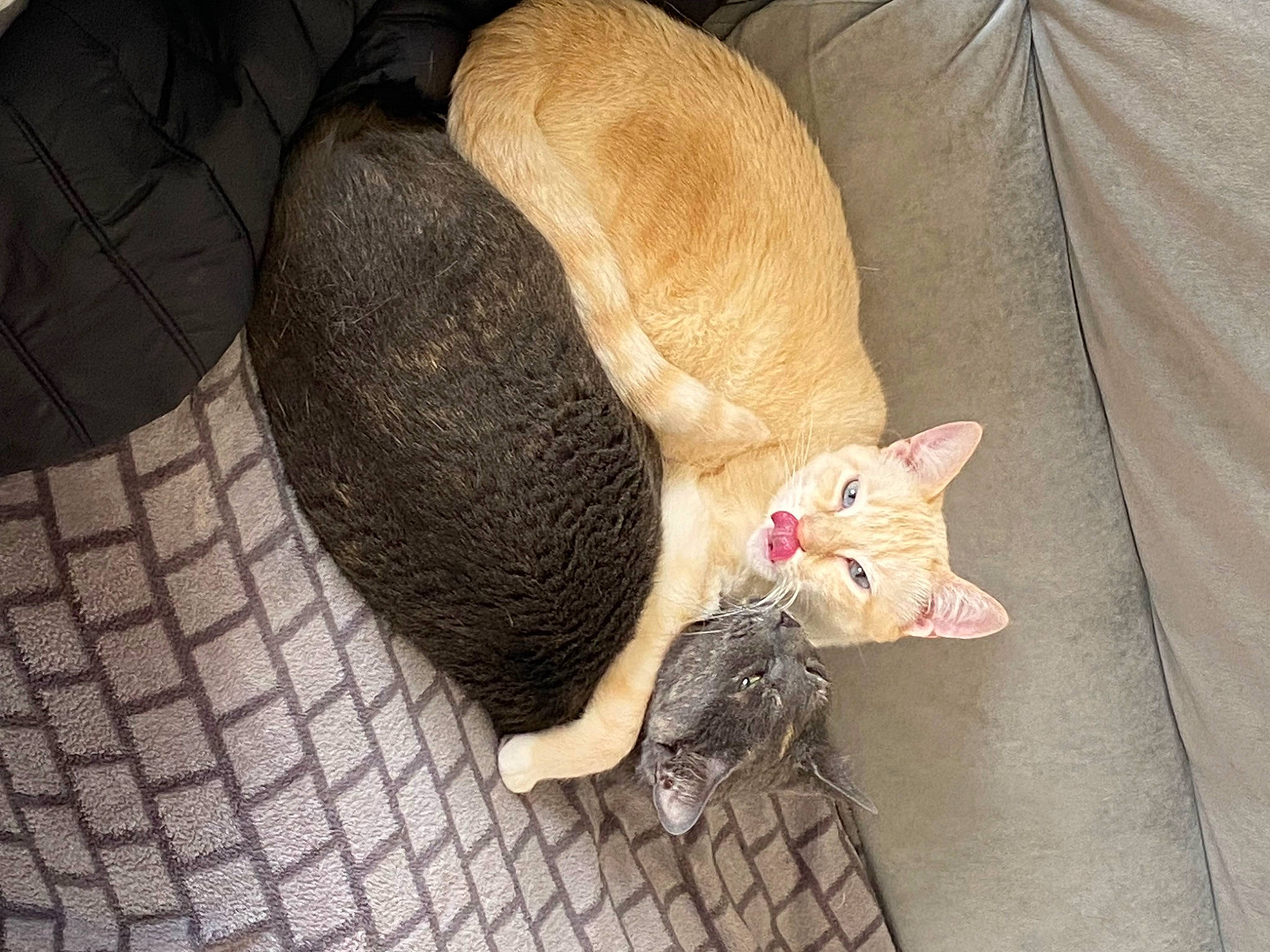 Flocon a rejoint le concours — aidez-le/la à gagner de superbes lots ! carnivore, cat, cat_supply, claw, comfort, domestic_short_haired_cat, fawn, felidae, fur, small_to_medium_sized_cats, tail, terrestrial_animal, whiskers, wood