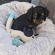 Abbou participe au concours pour gagner de l'argent avec cette photo : puppy, dog, pet_bed, toy, indoor, floor, marble_floor, curious, black_dog, brown_dog, small_dog, plush_toy, cozy, cute, furry, sitting, looking, soft_texture, home, animal