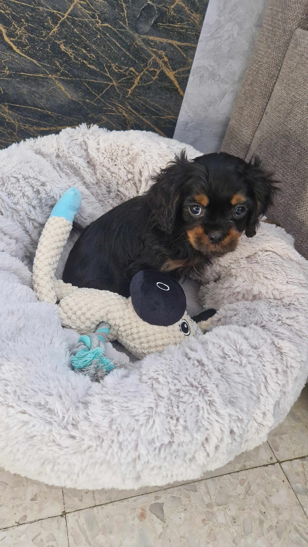Abbou participe au concours pour gagner de l'argent avec cette photo : puppy, dog, pet_bed, toy, indoor, floor, marble_floor, curious, black_dog, brown_dog, small_dog, plush_toy, cozy, cute, furry, sitting, looking, soft_texture, home, animal