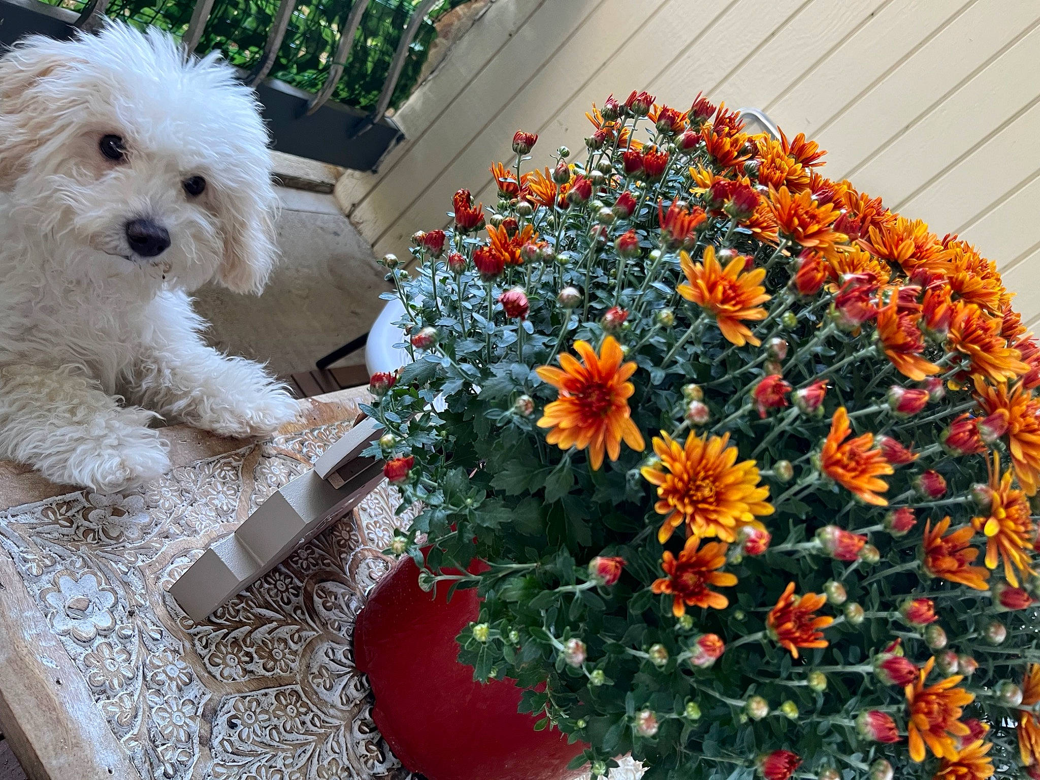 Dallas is registered to the contest to win money with this photo: annual_plant, artificial_flower, bouquet, carnivore, companion_dog, cut_flowers, dog, dog_breed, flower, flower_arranging, flowering_plant, flowerpot, garden, groundcover, petal, plant, shrub, terrier, toy_dog, water_dog