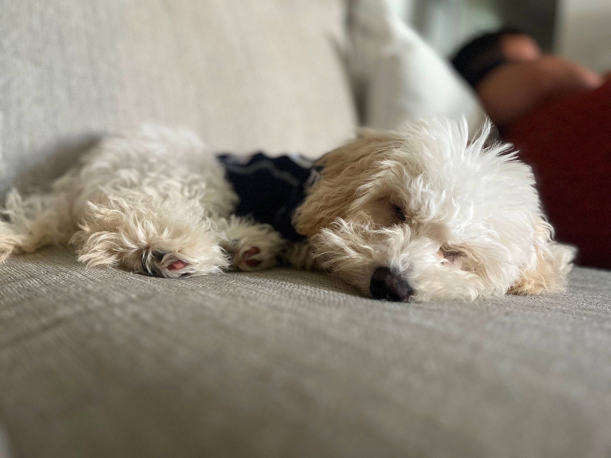 Dallas is registered to the contest to win money with this photo: canidae, carnivore, comfort, companion_dog, dog, dog_breed, dog_supply, fur, labradoodle, paw, poodle_crossbreed, puppy_love, shih_poo, small_terrier, snout, sporting_group, terrier, toy_dog, working_animal, yorkipoo