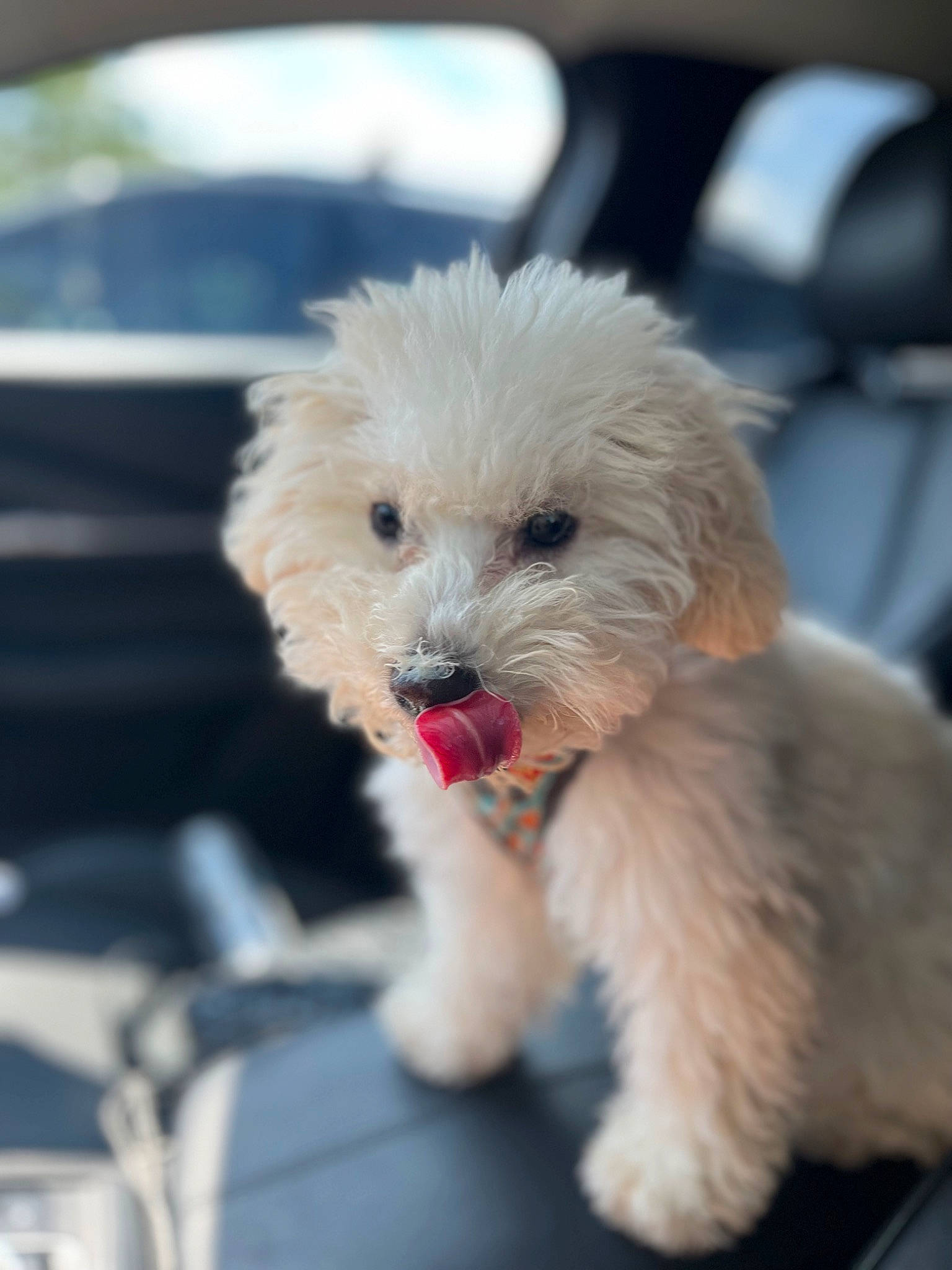 Dallas joined the competition — help win amazing prizes! bichon, canidae, carnivore, chair, companion_dog, dog, dog_breed, dog_collar, fur, labradoodle, maltepoo, poodle, poodle_crossbreed, puppy_love, small_terrier, snout, sporting_group, terrier, toy_dog, working_animal