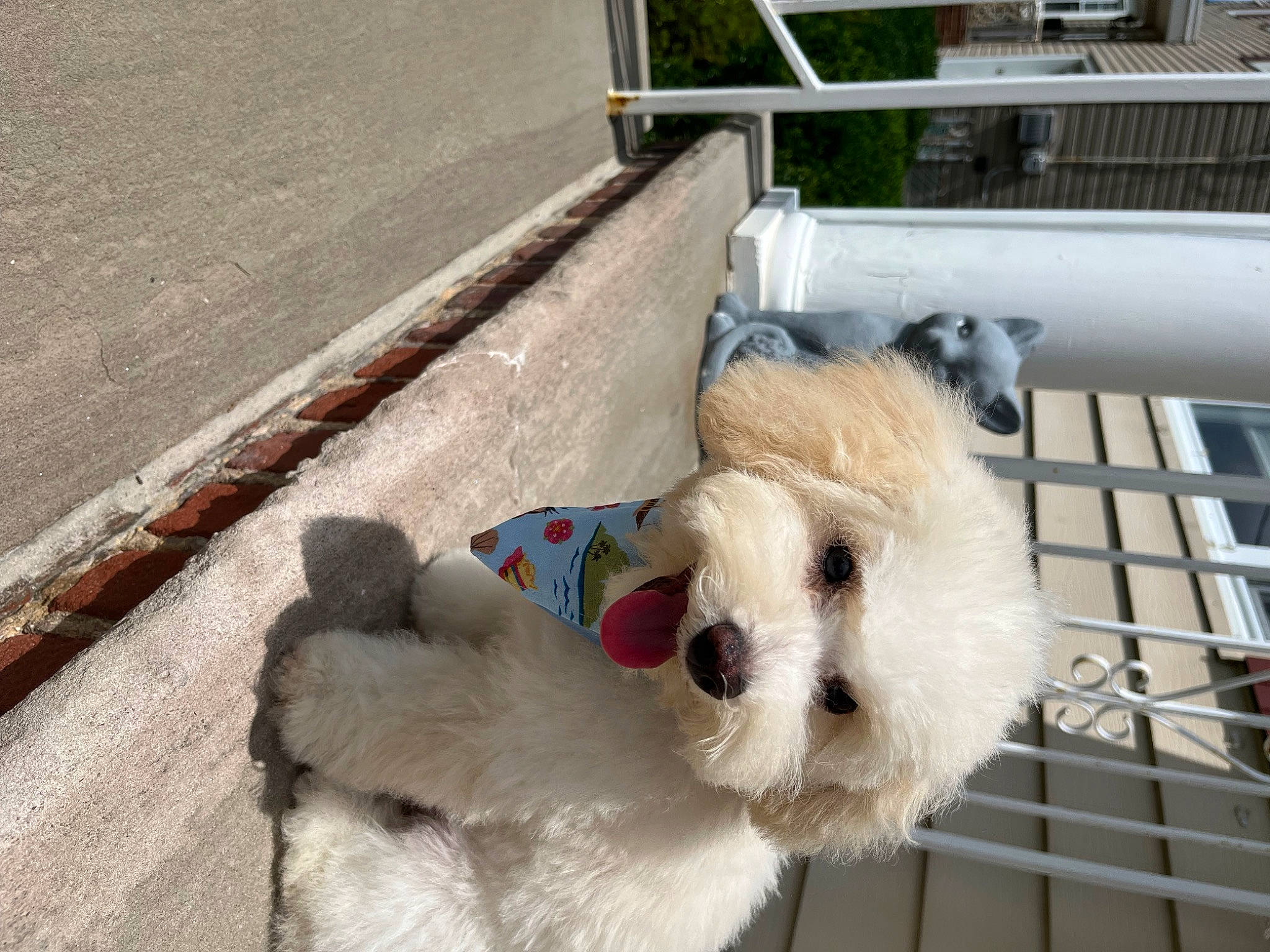 Dallas is registered to the contest to win money with this photo: canidae, carnivore, collar, companion_dog, dog, dog_breed, dog_supply, fawn, fur, mammal, non_sporting_group, pet_supply, plush, snout, sporting_group, stuffed_toy, terrestrial_animal, toy, vertebrate, working_animal