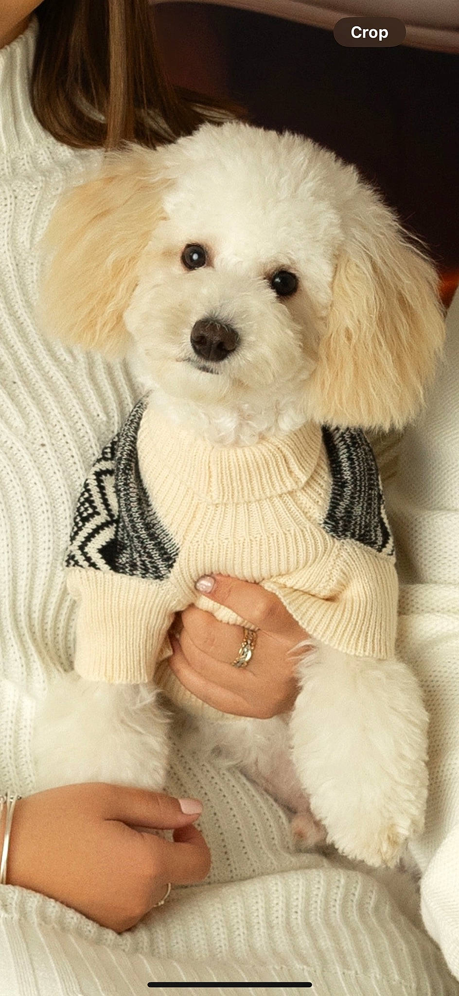 Dallas joined the competition — help win amazing prizes! canidae, carnivore, companion_dog, dog, dog_breed, dog_clothes, dog_collar, fawn, firefighter, fur, labradoodle, maltepoo, puppy_love, snout, sporting_group, terrier, toy, toy_dog, white, working_animal