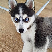 Baiko a rejoint le concours — aidez-le/la à gagner de superbes lots ! puppy, husky, dog, blue_eyes, fur, close_up, indoor, wooden_floor, pet, animal, cute, young, laying_down, mammal, face, ears, nose, whiskers, adorable, domestic_animal