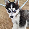 puppy, husky, dog, blue_eyes, fur, close_up, indoor, wooden_floor, pet, animal, cute, young, laying_down, mammal, face, ears, nose, whiskers, adorable, domestic_animal
