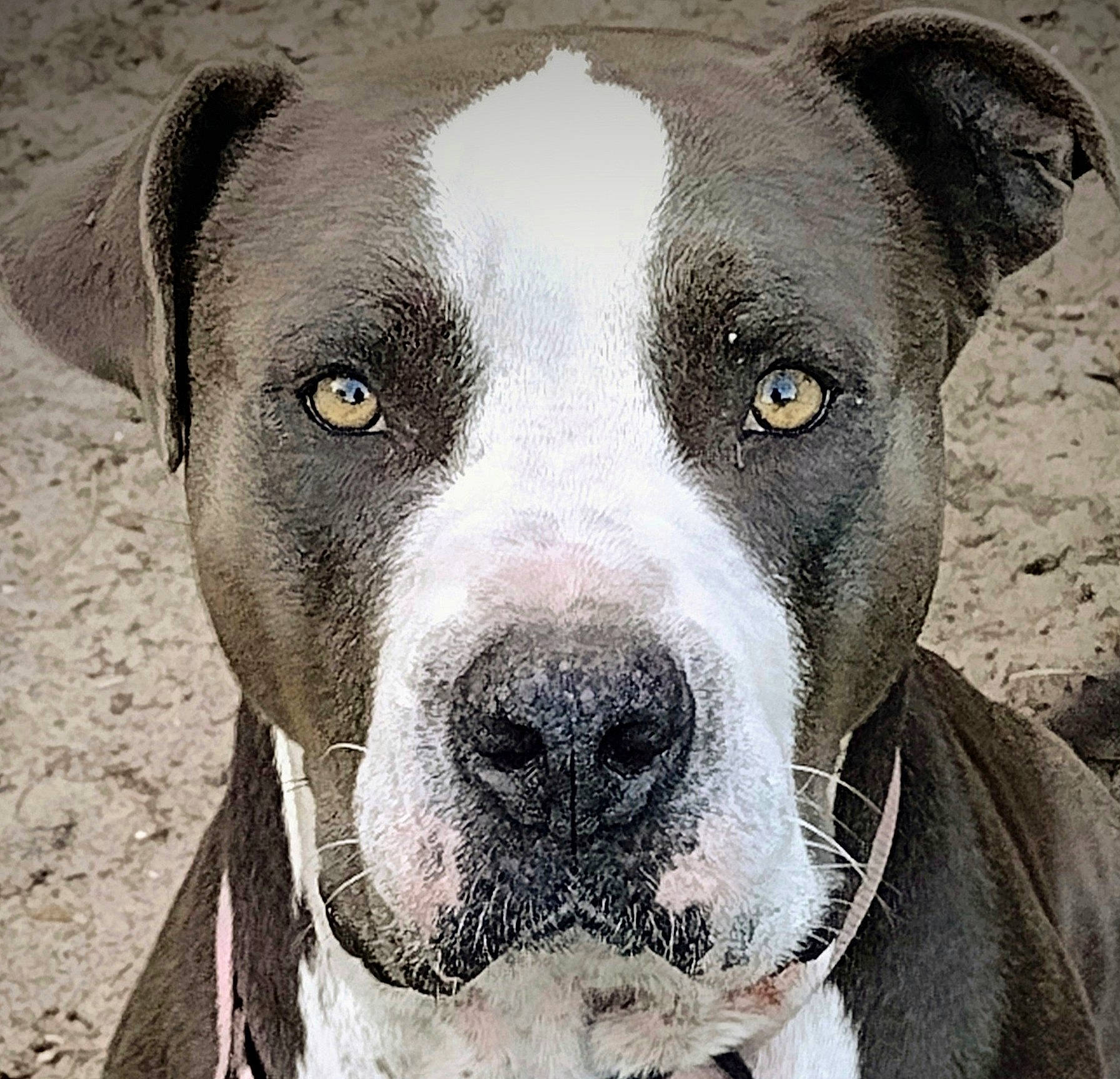 Jug is registered to the contest to win money with this photo: ancient_dog_breeds, canidae, carnivore, collar, companion_dog, dog, dog_breed, fawn, fur, metal, no_expression, non_sporting_group, snout, sporting_group, terrestrial_animal, whiskers, working_animal, working_dog