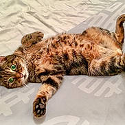 Tigrou a rejoint le concours — aidez-le/la à gagner de superbes lots ! animal, bed, cat, cute, domestic_animal, feline, fur, green_eyes, indoor, lying_down, paw, pet, playful, relaxed, resting, sleepy, soft, striped, tabby, whiskers