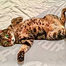 animal, bed, cat, cute, domestic_animal, feline, fur, green_eyes, indoor, lying_down, paw, pet, playful, relaxed, resting, sleepy, soft, striped, tabby, whiskers