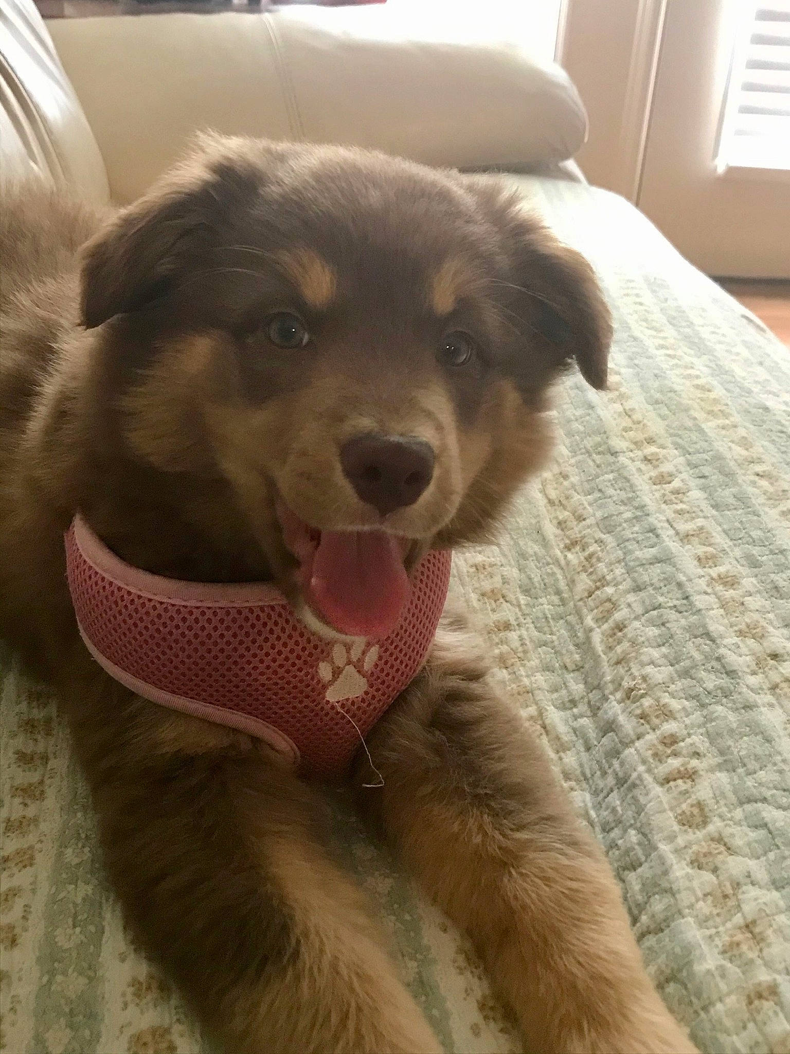 Ellie Mae is registered to the contest to win money with this photo: ball, canidae, carnivore, companion_dog, dog, dog_breed, fang, fawn, flooring, fur, guard_dog, jaw, paw, retriever, shout, snout, sporting_group, whiskers, working_animal, working_dog