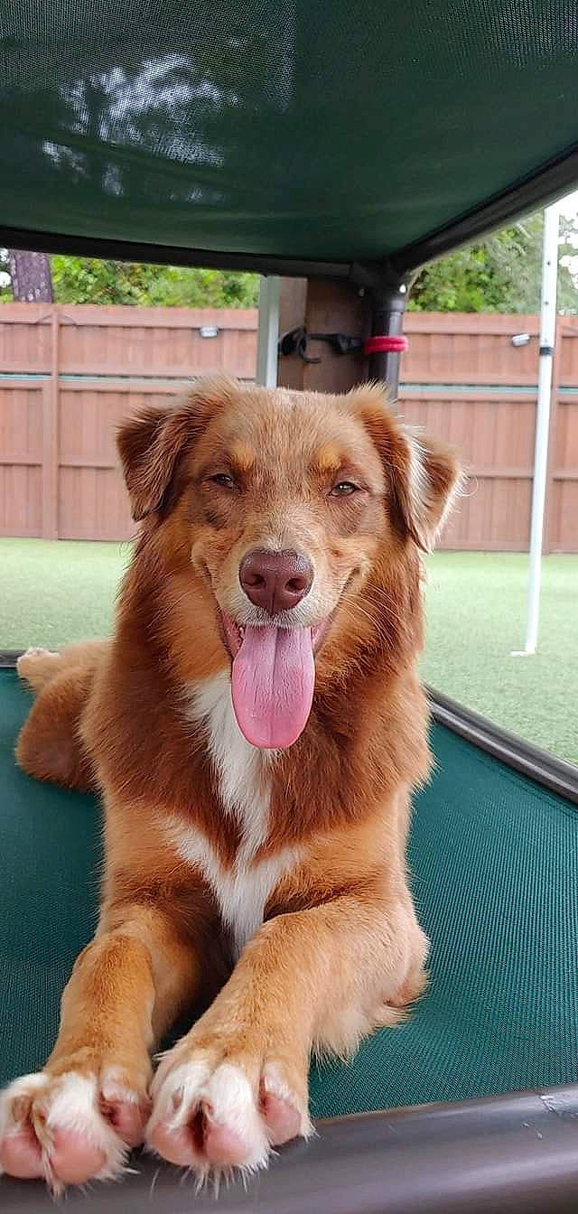 Ellie Mae joined the competition — help win amazing prizes! ancient_dog_breeds, canidae, carnivore, companion_dog, dog, dog_breed, fawn, fur, guard_dog, liver, paw, plant, snout, sporting_group, street_dog, terrestrial_animal, whiskers, window, working_animal, working_dog