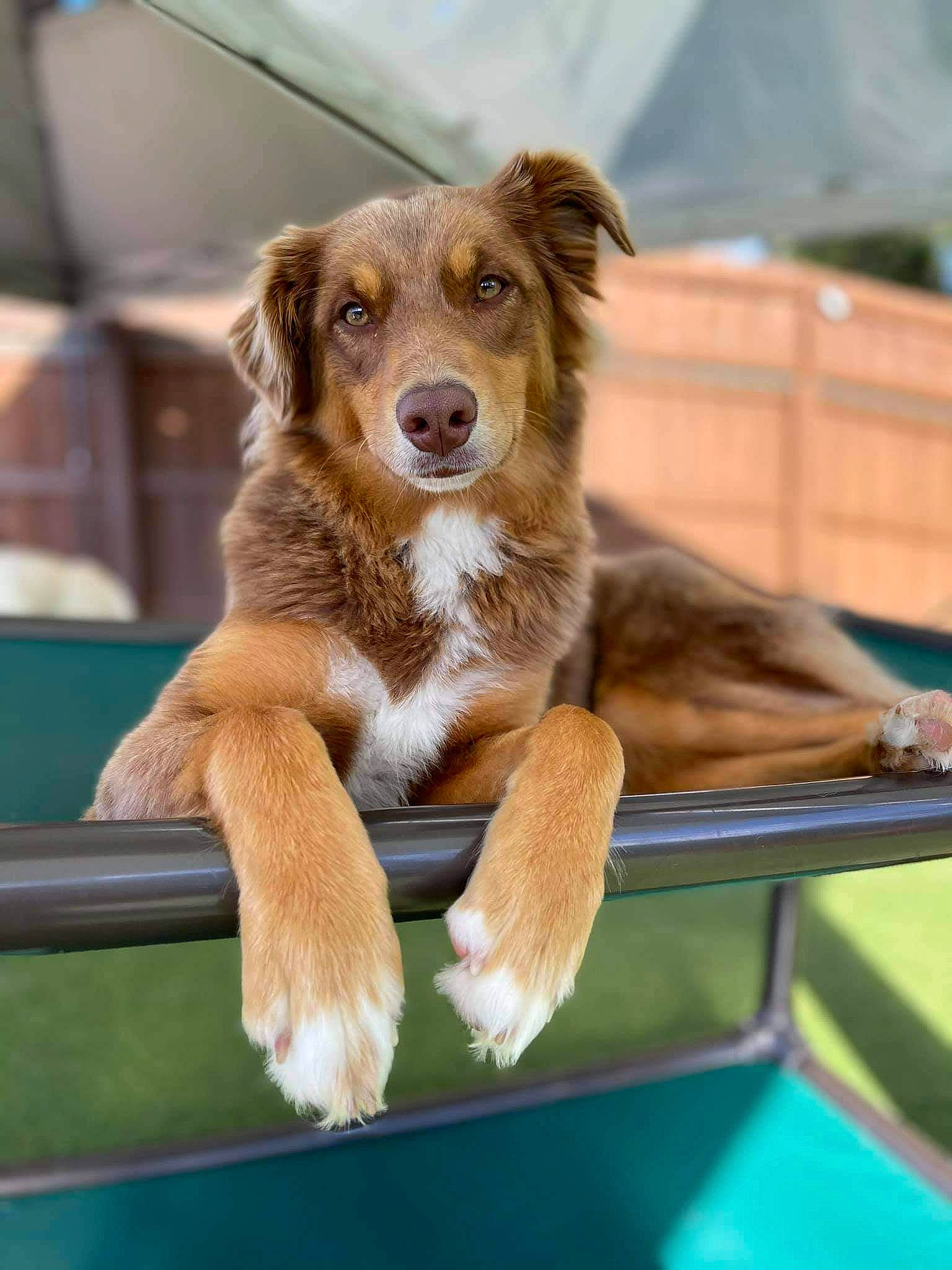 Ellie Mae is registered to the contest to win money with this photo: animal_sports, canidae, carnivore, companion_dog, dog, dog_breed, fawn, fur, gun_dog, leisure, liver, pet_supply, recreation, snout, sporting_group, sports, sports_equipment, working_dog