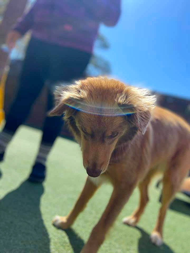 Ellie Mae is registered to the contest to win money with this photo: animal_sports, canidae, carnivore, companion_dog, dog, dog_breed, dog_sports, electric_blue, fawn, fur, german_shepherd_dog, grass, sky, snout, sporting_group, sports, tail, terrestrial_animal, working_animal, working_dog