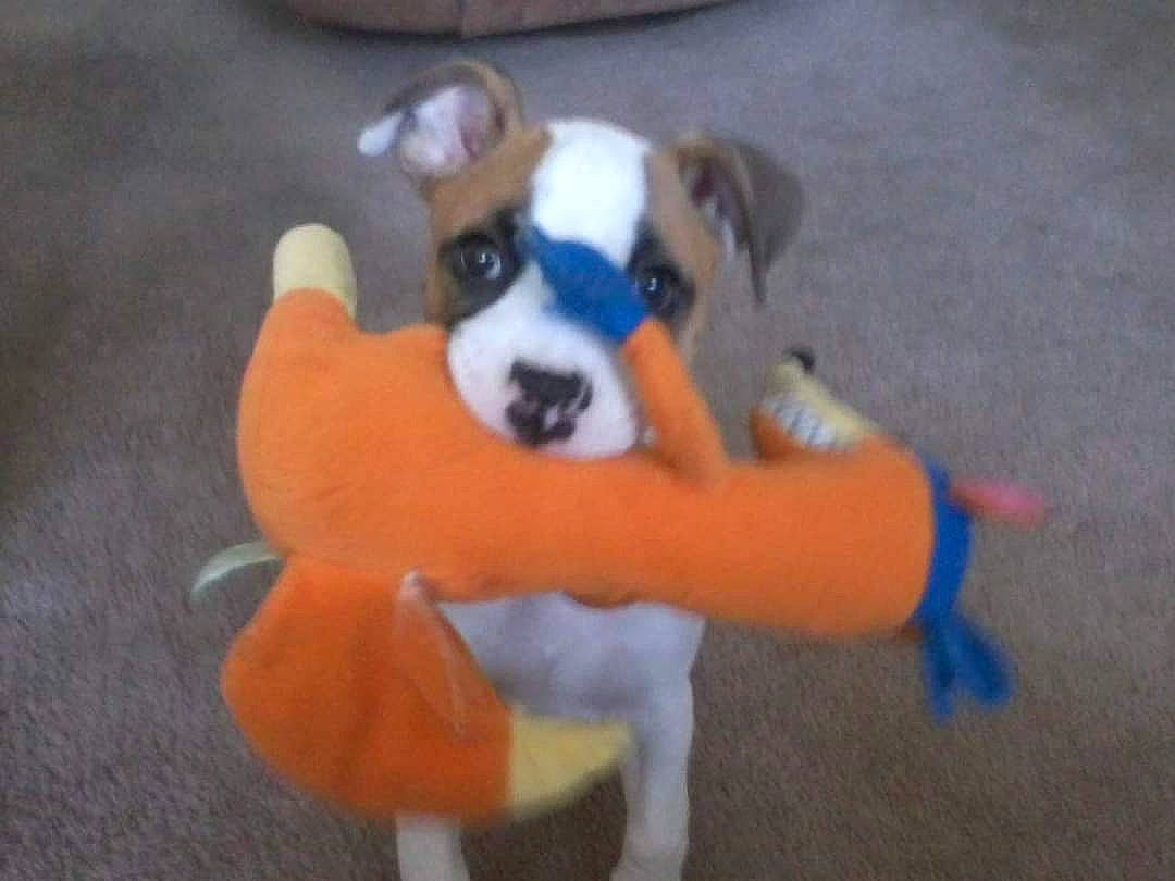 Max is registered to the contest to win money with this photo: canidae, carnivore, companion_dog, dog, dog_breed, dog_clothes, dog_supply, dog_toy, fawn, flooring, fun, fur, paw, sporting_group, stuffed_toy, tail, toy, toy_dog, working_animal, working_dog