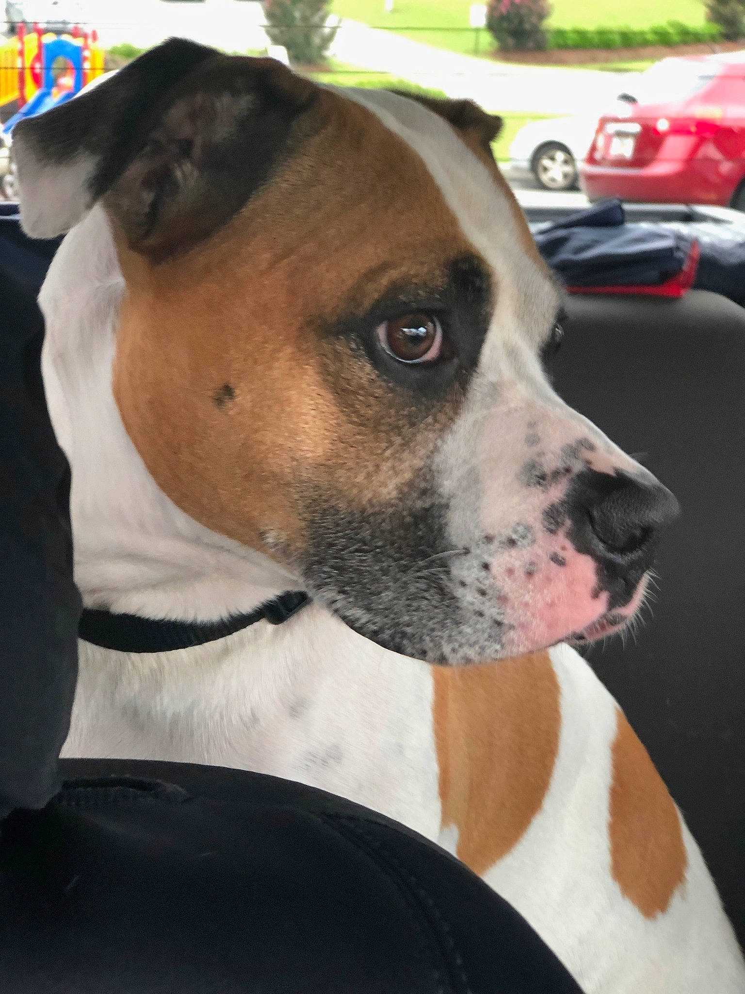 Max is registered to the contest to win money with this photo: canidae, carnivore, collar, companion_dog, dog, dog_breed, dog_collar, dog_supply, ear, eye, fawn, fur, hat, leash, pet_supply, snout, sporting_group, wheel, whiskers, working_animal